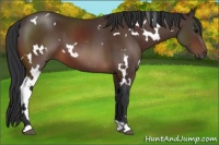 Horse Color:White Spotted Bay 