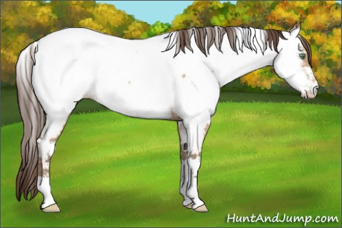 Horse Color:White Spotted Amber Champagne Appaloosa 