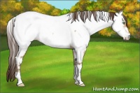 Horse Color:White Spotted Amber Champagne Appaloosa