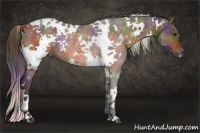 Horse Color:Nacre White Spotted Bay Rabicano 