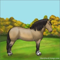 Horse Color:Buckskin Dun Sabino Rabicano