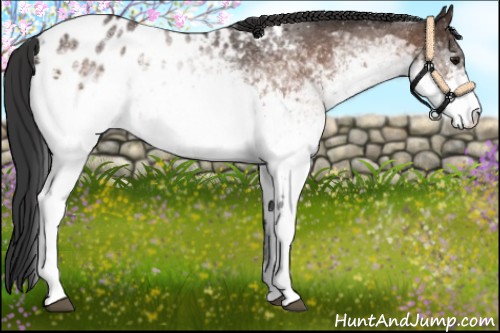 Horse Color:White Spotted Bay Appaloosa Rabicano