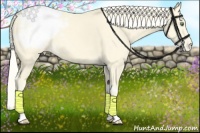 Horse Color:Gold Cream Champagne Snowcap