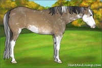 Horse Color:Brown Dun Sabino Splash