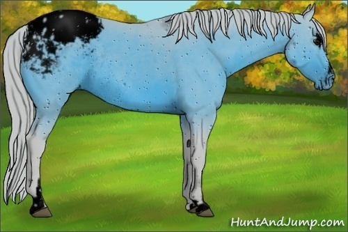 Horse Color:ERROR: UNKNOWN ANOMALY