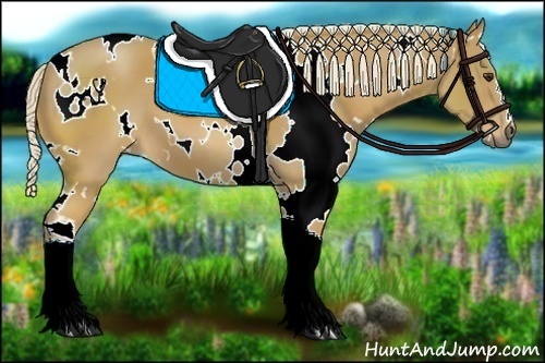 Horse Color:White Spotted Palomino 