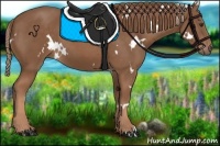 Horse Color:White Spotted Chestnut 