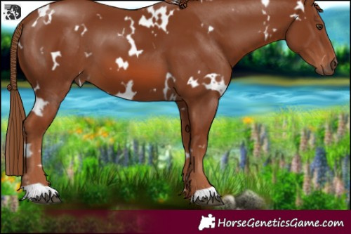 Horse Color:White Spotted Chestnut