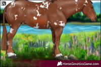 Horse Color:White Spotted Chestnut 