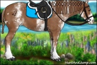 Horse Color:White Spotted Chestnut