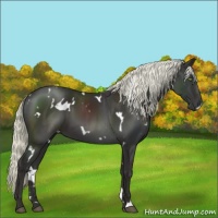 Horse Color:White Spotted Liver Chestnut Mushroom 