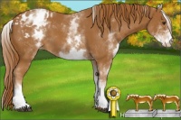 Horse Color:White Spotted Chestnut Appaloosa 