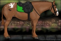 Horse Color:Chestnut Appaloosa