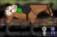 Horse Color:Bay Roan Appaloosa 