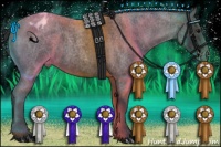 Horse Color:Blue Roan Varnish
