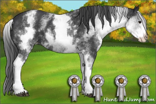 Horse Color:White Spotted Black Appaloosa