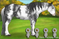 Horse Color:White Spotted Black Appaloosa