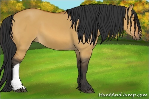 Horse Color:Bay Dun
