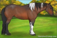 Horse Color:Bay Roan Tobiano