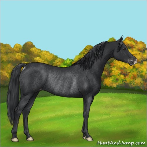 Horse Color:Black Appaloosa Rabicano 