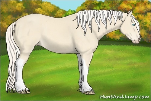 Horse Color:Cremello Tobiano 