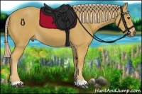 Horse Color:Palomino