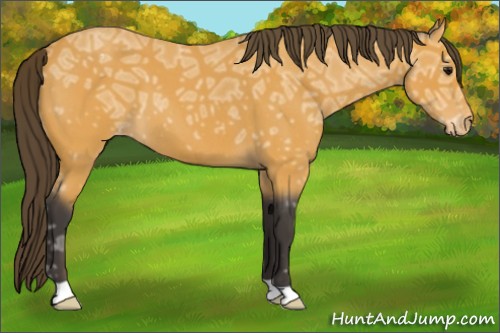 Horse Color:Buckskin Ice Roan Varnish