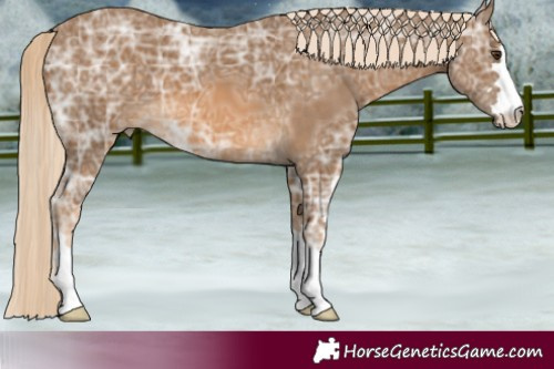 Horse Color:Chocolate Palomino Ice 