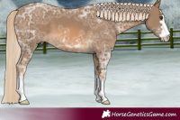 Horse Color:Chocolate Palomino Ice