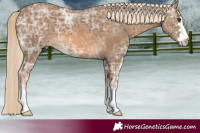 Horse Color:Chocolate Palomino Ice 