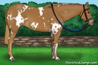 Horse Color:White Spotted Chestnut 