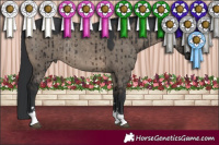 Horse Color:Brown Dun Rabicano Brindle 