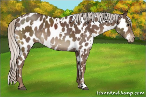 Horse Color:White Spotted Silver Black Appaloosa 