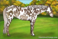 Horse Color:White Spotted Silver Black Appaloosa 