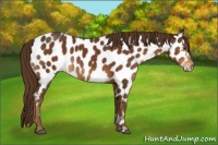 Horse Color:Liver Chestnut Appaloosa 