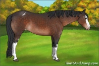 Horse Color:White Spotted Brown Appaloosa 