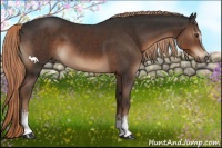 Horse Color:White Spotted Liver Chestnut