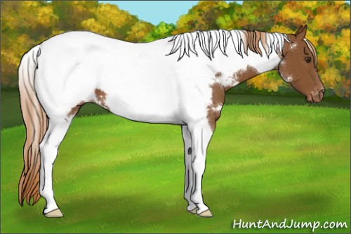 Horse Color:White Spotted Chestnut Tobiano Snowcap
