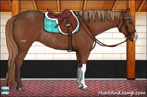 Horse Color:Liver Chestnut Rabicano 