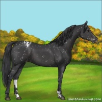Horse Color:Black Appaloosa 