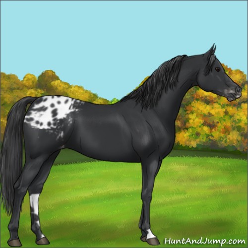 Horse Color:Black Appaloosa 
