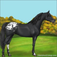 Horse Color:Black Appaloosa 