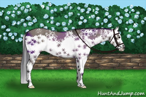 Horse Color:White Spotted Grullo Splash 