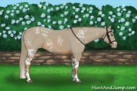 Horse Color:Watercolor White Spotted Chestnut Tobiano Varnish 