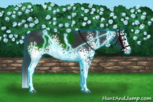 Horse Color:Thunderstruck White Spotted Black Splash