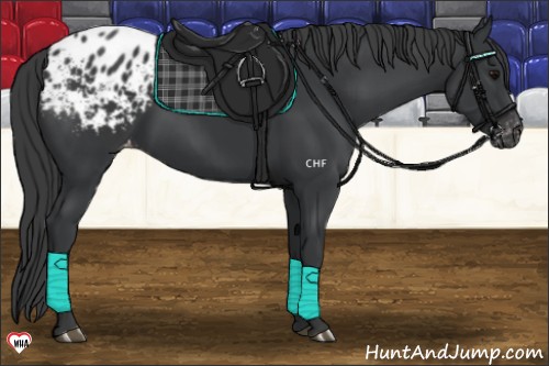 Horse Color:Black Appaloosa 