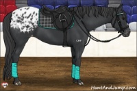Horse Color:Black Appaloosa