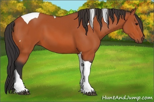 Horse Color:Bay Tobiano 