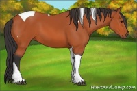 Horse Color:Bay Tobiano 