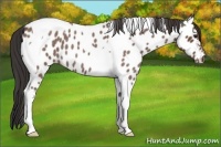 Horse Color:Bay Roan Tobiano Appaloosa